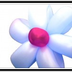 Pink and White Balloon Flower