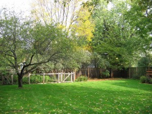 Backyard